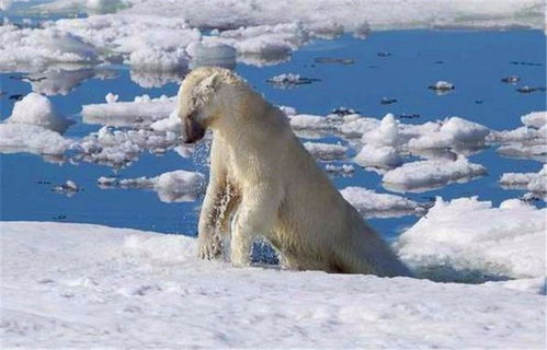 母北极熊给幼崽演示捕食,小家伙一直在打闹,吃的时候却很卖力