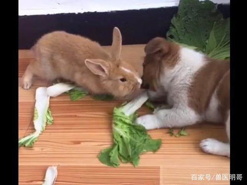 网友无意拍到小奶狗大战兔子,兔子 你是狗,抢我大白菜是啥意思