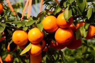 红美人柑橘吊枝方法？