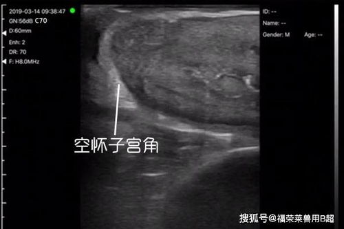 无线牛用B超机C70检测母牛怀孕B超图像