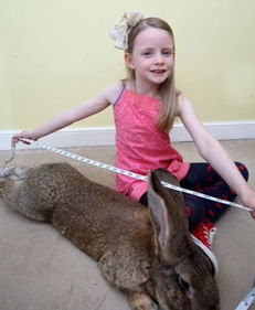 吉尼斯世界纪录世界上最大的兔子 每年吃掉4000美元