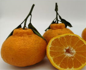 丑柑的种植时间和种植方法,丑柑、鹅柑、爱嫒、大雅这些柑橘品种哪个更具优势