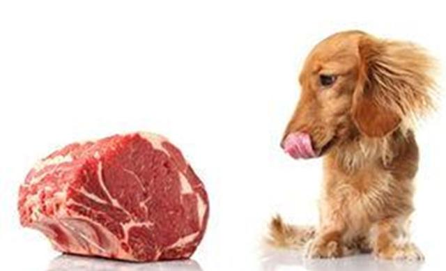 可怕 狗狗吃生肉竟能让性情大变 为什么不建议给狗狗吃生肉 有什么危害吗