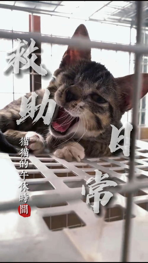 流浪猫猫们的午休时刻,救助站始终是过度的地方,不能给它们很好的生活条件和环境,才是它们好的归宿 流浪猫 日本 领养代替购买 