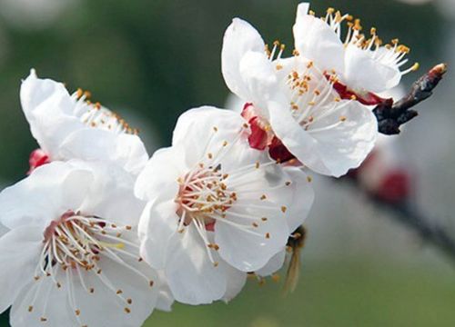 白梅花在风水上面的讲究