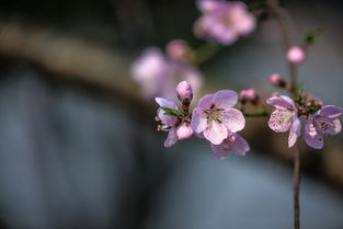 桃花季