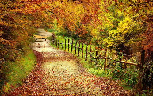 关于描写秋天的田园诗句