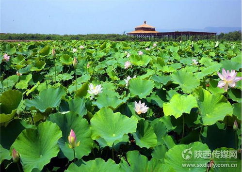 陕西合阳十里荷花竞相绽放