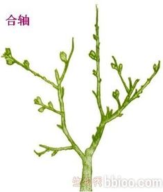 双子叶植物的代表植物 