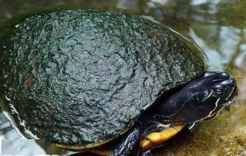 乌龟缸怎么快速养出绿水(怎么让养乌龟的水缸保持清洁无异味)