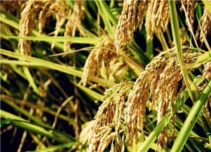 杂交水稻是什么意思,杂交水稻对我国的影响