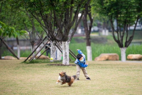 武汉西北湖公园绿意盎 市民趁周末来散步遛狗