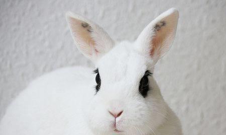 兔兔日记 兔子耳朵长结痂怎么办