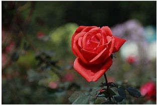 玫瑰是喜阳还是喜阴,在院子里哪个方向种玫瑰花好