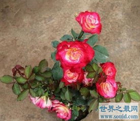 全球最漂亮罕见的玫瑰花 世界最顶级的玫瑰