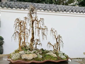 刘传刚 一件大型垂枝式博兰树石盆景的创作