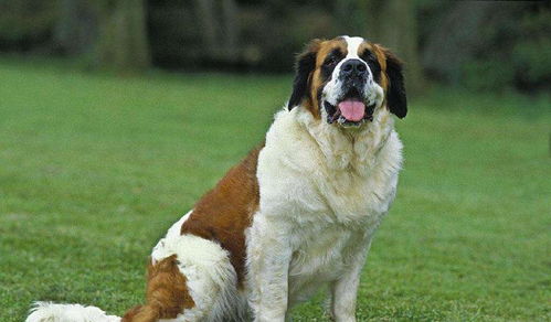 体型堪比藏獒的瑞士国宝圣伯纳犬,适合词养吗