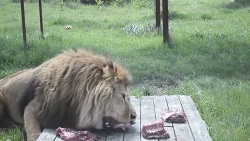 狮子吃肉,一餐要吃多少肉才会饱呀 