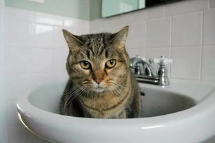 猫事 厕所里到底有什么吸引你的东西