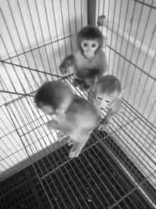 一只袖珍猴卖一万二 猴子适合作为宠物饲养吗
