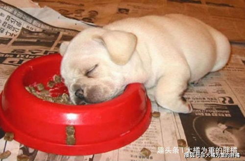狗粮盆中睡,没吃也满足 10张睡觉都不忘狗粮的狗狗让你笑不停