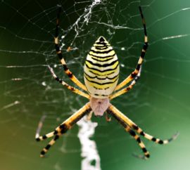 家里常见的那种会跳的蜘蛛有没有毒 