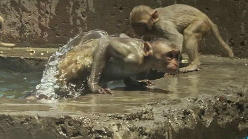 科学家都无法解释的 水猴子 ,究竟是什么神秘生物,真相终于大白 