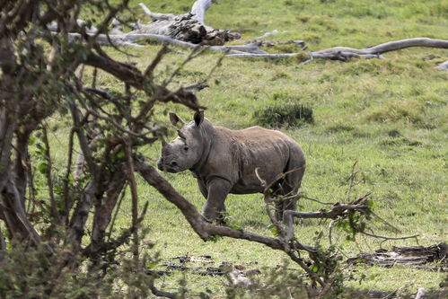 肯尼亚莱瓦野生动物保护区