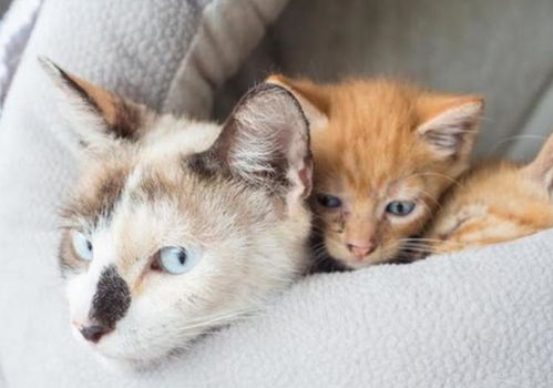 小橘猫跟妈妈一起被捕,妈妈却独自离开,怀孕猫咪选择保护小橘