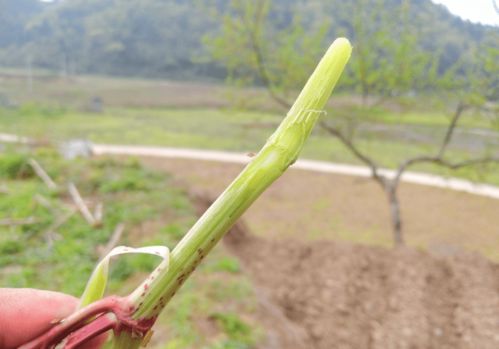 这种植物长得像竹子多汁,不仅可以生食,还可以作为野菜食用