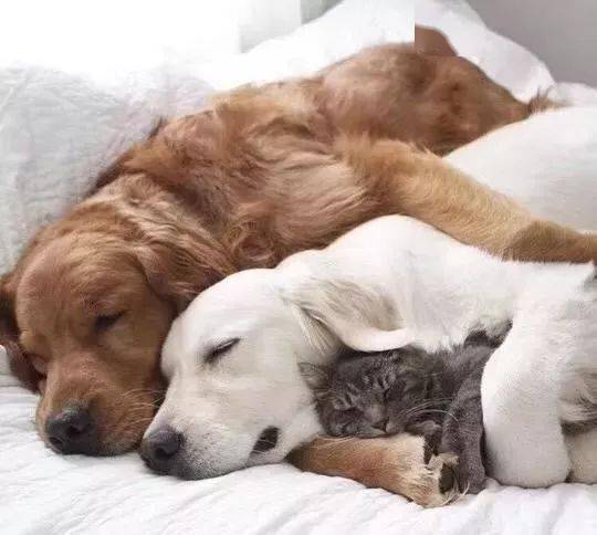 狗狗将猫咪当成自己孩子来养,每次睡觉画面都不一样,太温馨啦