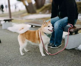 动真格 义乌开展犬类整治专项行动,这样养狗将被处罚