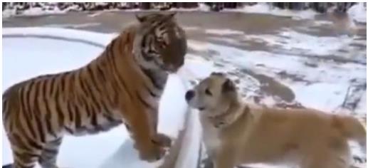 狗狗去动物园看望阔别已久的老虎兄弟,画面太催泪