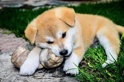 盘点世界最名贵的十大狗犬种排行榜,藏獒只排第三