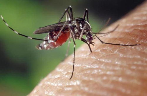 美国疾控中心认为2020年全球最重要的健康问题是蚊子