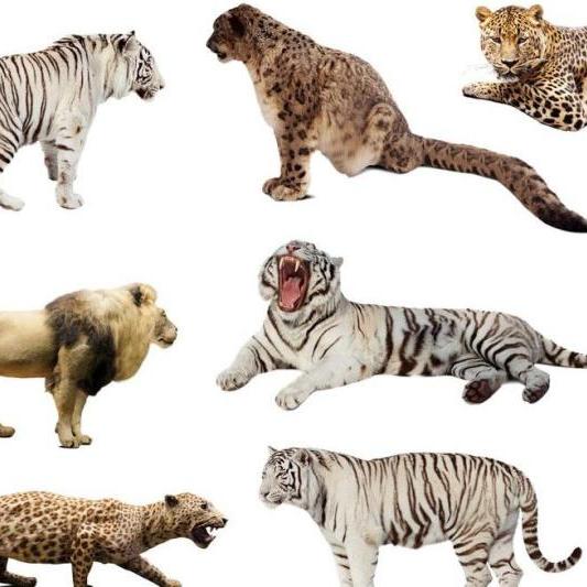 40种猫科动物