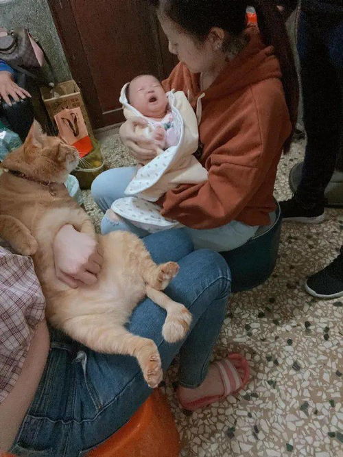 猫跟小宝宝第一次见面,小宝宝一哭,猫都懵了
