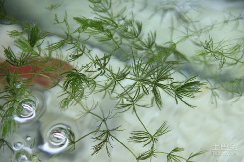 金鱼藻的栽培管理要点,草缸适合养金鱼藻吗