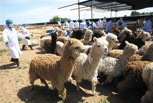 近千头羊驼在京体检 害怕时叫声如孩子嘶哑哭声跑 