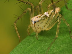骇人 世界上10种恐怖的巨型蜘蛛 
