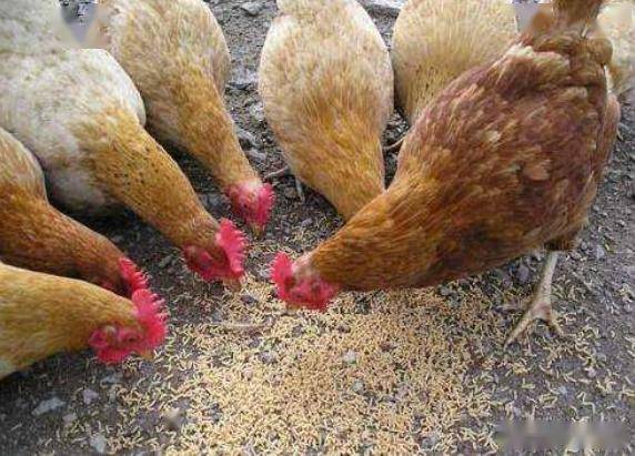 土鸡养殖 蝇蛆养鸡技术方法,蝇蛆养鸡,要注意以下几点