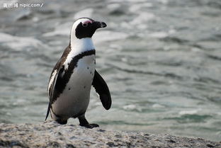 加岛企鹅 搜狗百科 