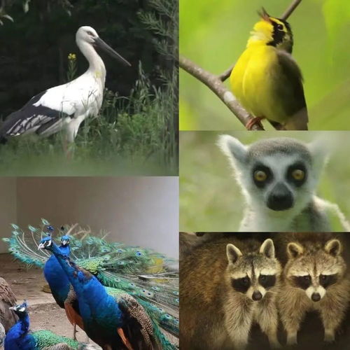 皇甫山诗情画意的生物多样性 杜牧 惊飞远映碧山去,一树梨花落晚风