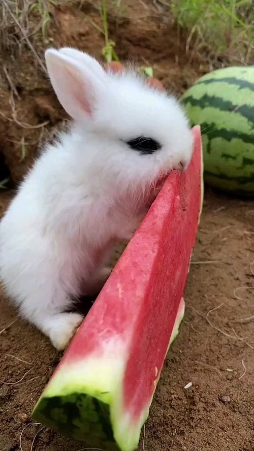 会吃西瓜的兔子 