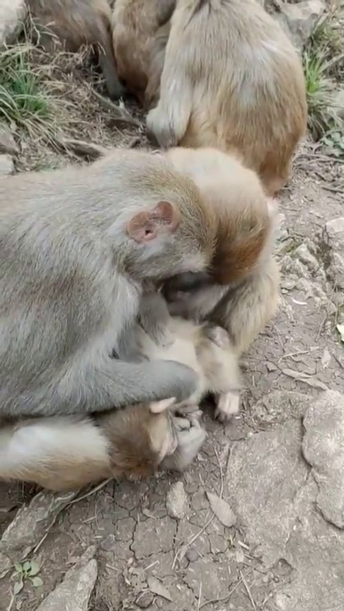 帮小猴子抓虱子 