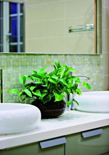 卫生间什么植物旺风水,卫生间还能养盆栽植物？有很多注意事项，你家卫生间养了吗？