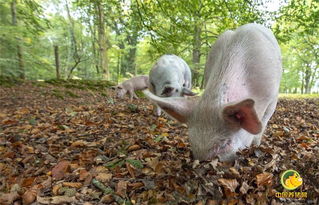 英国新森林寻找橡子的猪群
