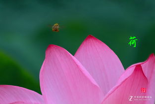 落花流水精准正确动物