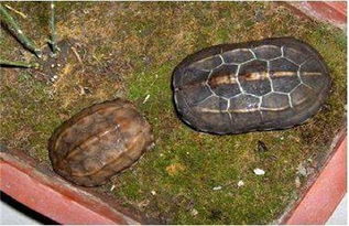 乌龟冬眠和死了区别,乌龟冬眠和死了区别图