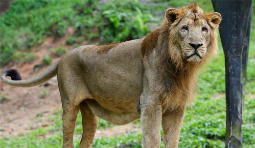中国有狮子吗 亚洲这块密林,首次发现3只母狮带着7只幼崽喝水